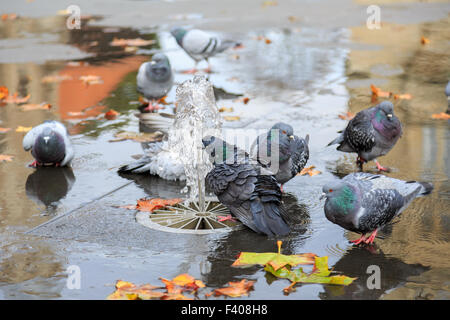 Grauen Tauben in der Nähe von Brunnen, Rathaus Reflexion Stockfoto