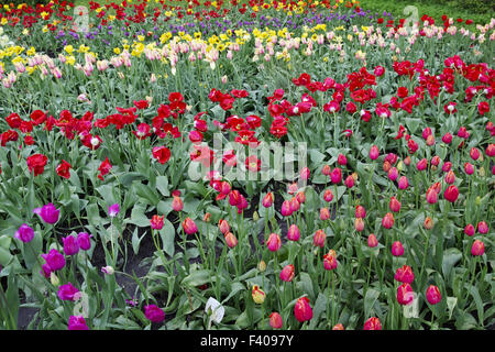 Tulpen wachsen auf einem Felder Betten Stockfoto