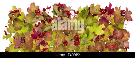 Linie von Herbst Zweigen und Beeren Stockfoto