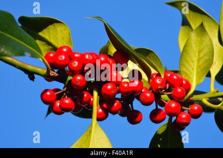 Stechpalme Beeren wachsen auf Baum in Nahaufnahme Stockfoto