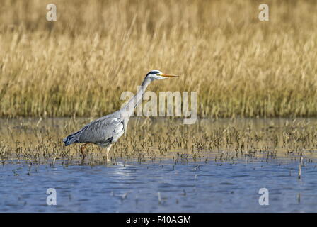 Graureiher Ardea Cinerea, in einem Teich Stockfoto