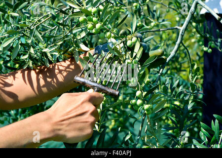 junger Mann Ernte Arbequina Oliven in einem Olivenhain in Katalonien, Spanien, mit einem kammartige Werkzeug Stockfoto