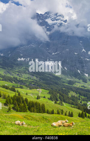 Braune Milchkuh auf einer Wiese der Schweiz Stockfoto