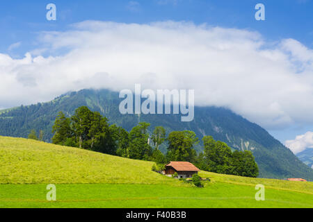 Grüne Wiese im Schweizer alp Stockfoto