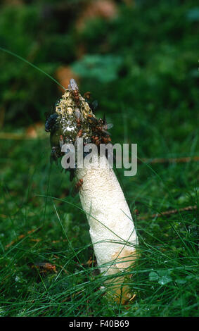 Pilz, Pilz, Phallus Impudicus; Stockfoto