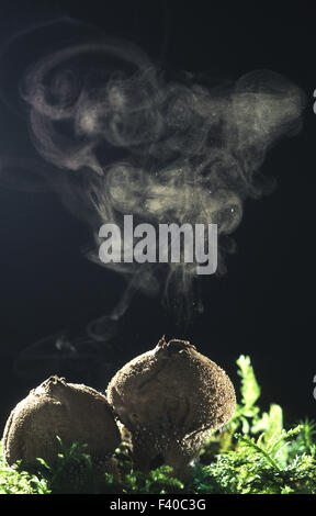 Pilz, Pilz, Lycoperdon perlatum Stockfoto