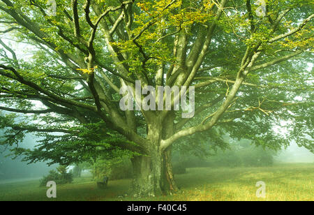 Buche, Fagus sylvatica Stockfoto