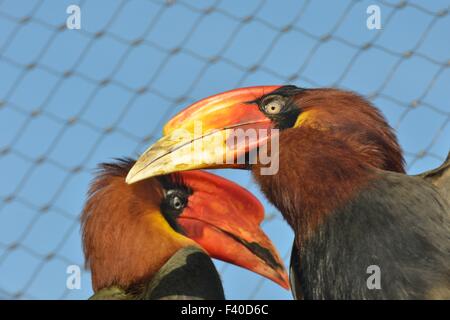 Farbige Nashornvögel Stockfoto