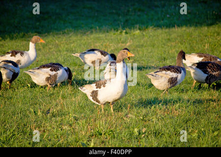 Ein Schwarm Gänse auf der grünen Wiese Stockfoto