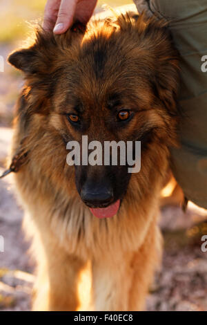 Foto von einem freundlichen Deutscher Schäferhund Stockfoto