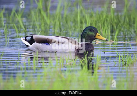 Männliche Stockente auf dem Wasser schwimmen Stockfoto