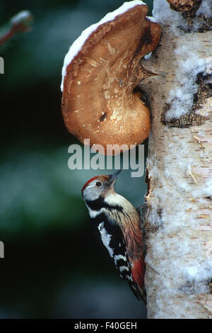 Middle spotted woodpecker Stockfoto