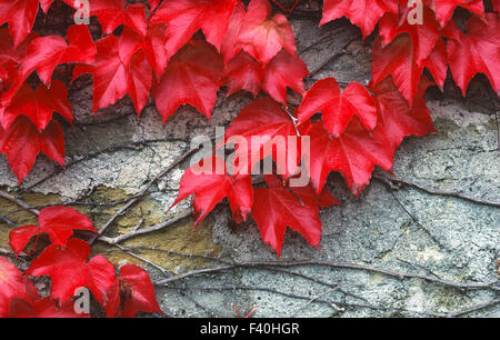 Wineleaves, Rote Weinblätter Stockfoto