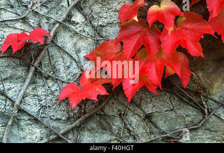 Wineleaves, Rote Weinblätter Stockfoto