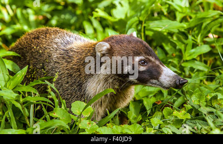 White-gerochene Nasenbär in Costa Rica Stockfoto