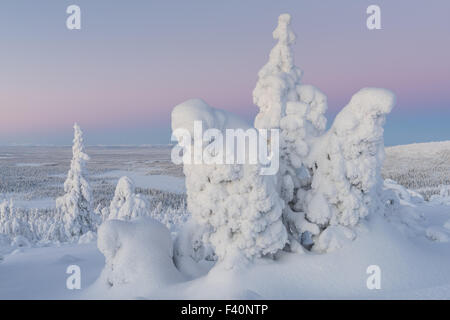 Winterlandschaft, Lappland, Schweden Stockfoto