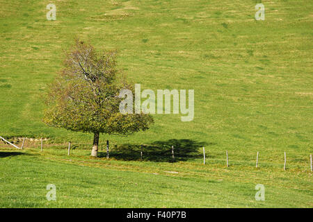 Einsamer Baum auf der grünen Wiese Stockfoto
