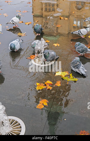 Grauen Tauben in der Nähe von Brunnen, Rathaus Reflexion Stockfoto