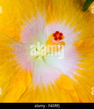 Hawaiian Hibiscus; Gelber Hibiskus; Hibiskus Brackenridgei; Zustandblume von Hawaii; PUA Aloalo; ma'o Hau Hele; Kalapaki Bay Stockfoto