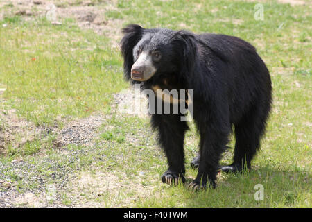 Dschungel-Bär Stockfoto