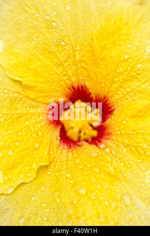 Regentropfen; Hawaiian Hibiscus; Gelber Hibiskus; Hibiskus Brackenridgei; Zustandblume von Hawaii; PUA Aloalo; ma'o Hau hele Stockfoto