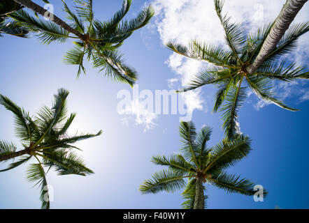 Grafik nach oben Blick auf Palmen, Kaua'i Marriott Resort; Kalapaki Bay, Kaua ' i, Hawaii, USA Stockfoto