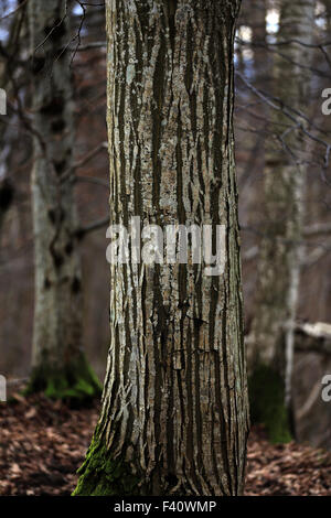 Gemeinsamen Hainbuche, Carpinus betulus Stockfoto