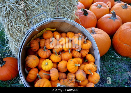 Herbst Kürbis Anzeige Stockfoto