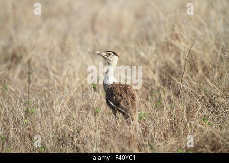 Australische Bustard (Ardeotis Australis) in Cairns, Australien Stockfoto