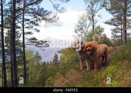 Blick auf Loch Lomond von Conic Hill mit Spielzeug und Mini Pudel an der Spitze des Hügels glücklich in die Kamera schaut Stockfoto