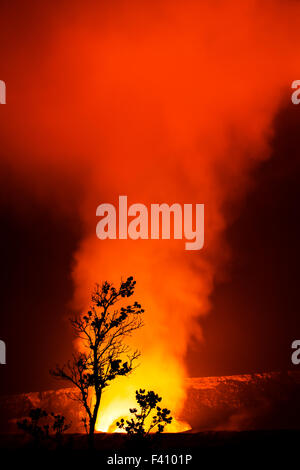 Baum in der Silhouette bei Dämmerung, glühende Lava, Kilaueea Caldera Vulkan, Hawai ' i Volcanoes National Park, Big Island, Hawaii, USA Stockfoto