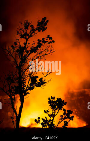 Baum in der Silhouette bei Dämmerung, glühende Lava, Kilaueea Caldera Vulkan, Hawai ' i Volcanoes National Park, Big Island, Hawaii, USA Stockfoto