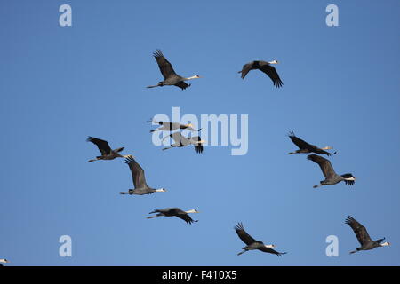 Mit Kapuze Kranich (Grus Monacha) in Izumi, Kagoshima, japan Stockfoto