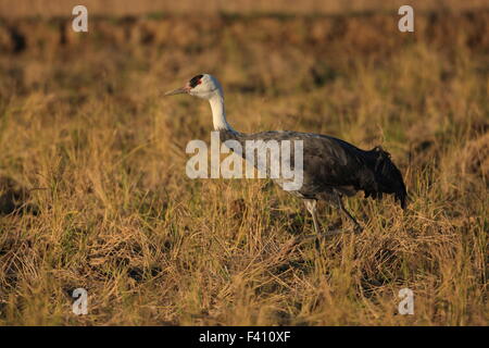 Mit Kapuze Kranich (Grus Monacha) in Izumi, Kagoshima, japan Stockfoto