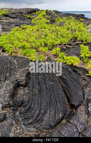 Naupaka, Scaevola Sencea wächst aus Lava Rock, Hawaii Volcanoes National Park, Big Island, Hawaii, USA Stockfoto