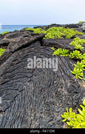 Naupaka, Scaevola Sencea wächst aus Lava Rock, Hawaii Volcanoes National Park, Big Island, Hawaii, USA Stockfoto