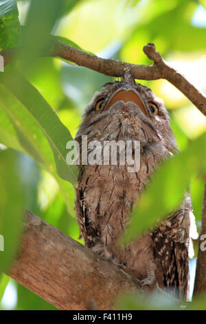 Tawny Frogmouth (ein Strigoides) in Australien Stockfoto