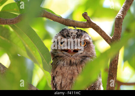 Tawny Frogmouth (ein Strigoides) in Australien Stockfoto