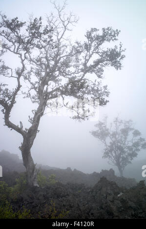 Nebligen Blick auf Felsen Lavafelder & Bäume in der Nähe von Mauna Loa Road, Hawai ' i Volcanoes National Park, Big Island, Hawaii, USA Stockfoto