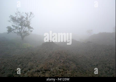 Nebligen Blick auf Felsen Lavafelder & Bäume in der Nähe von Mauna Loa Road, Hawai ' i Volcanoes National Park, Big Island, Hawaii, USA Stockfoto