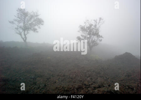 Nebligen Blick auf Felsen Lavafelder & Bäume in der Nähe von Mauna Loa Road, Hawai ' i Volcanoes National Park, Big Island, Hawaii, USA Stockfoto