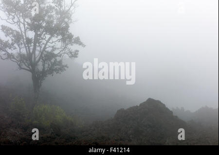 Nebligen Blick auf Felsen Lavafelder & Bäume in der Nähe von Mauna Loa Road, Hawai ' i Volcanoes National Park, Big Island, Hawaii, USA Stockfoto