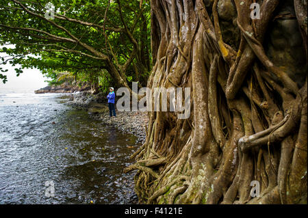 Weibliche Touristen Wanderungen der Esel Weg entlang Onomea Stream & Wasserfälle, Onomea Bay, Big Island von Hawaii, Hawaii, USA Stockfoto