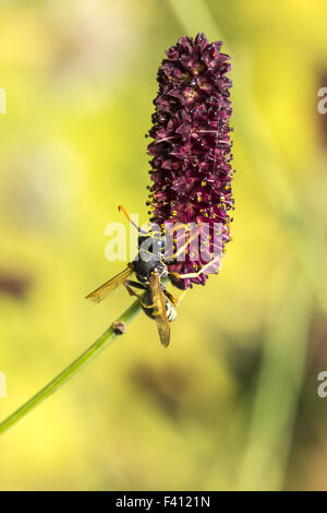 Polistes Dominula, European Paper wasp Stockfoto