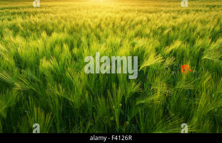 Wiese von Weizen Textur auf den Sonnenuntergang. Natur-Komposition. Stockfoto