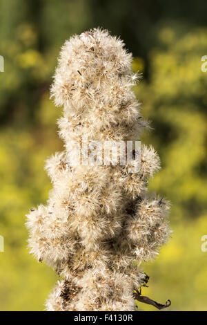 Solidago Virgaurea, Woundwort, Goldrute Stockfoto