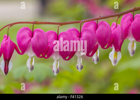 Lamprocapnos Spectabilis, Tränendes Herz Stockfoto