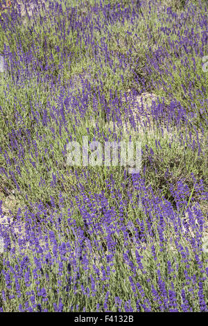 Lavandula Angustifolia, gemeinsame Lavendel Stockfoto