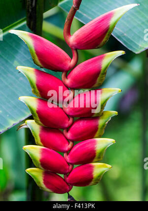 Wildblumen, hängende Hummergreifer, Heliconia Rostrata, Heliconiaceae, Hawaii Tropical Botanical Garden Natur bewahren; Hawaii Stockfoto