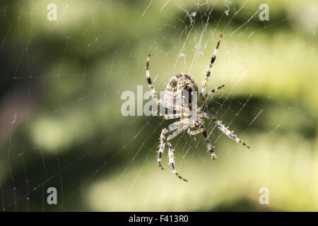 Araneus Diadematus, Europäische Kreuzspinne Stockfoto